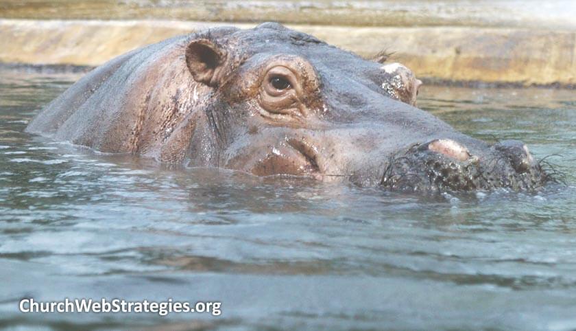 Web Team Meetings Part 3: Dealing with HIPPOs