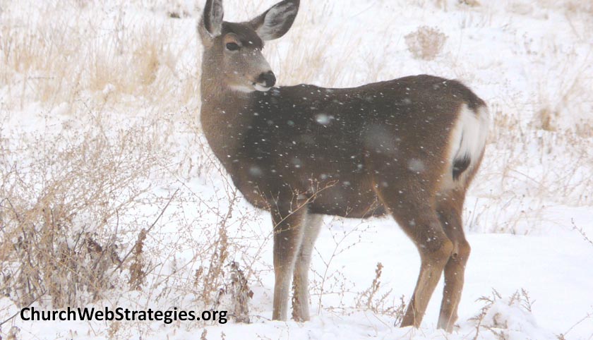 whitetail deer in snowy field